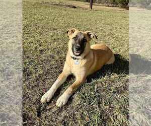 Anatolian Shepherd Dogs for adoption in FRAMINGHAM, MA, USA