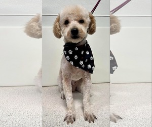 Poodle (Miniature) Dogs for adoption in Sioux Falls, SD, USA