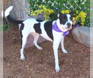 Pointer-Unknown Mix Dogs for adoption in Oklahoma City, OK, USA