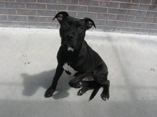 American Pit Bull Terrier-Unknown Mix Dogs for adoption in McPherson, KS, USA