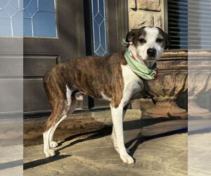 Mutt Dogs for adoption in Boston, MA, USA