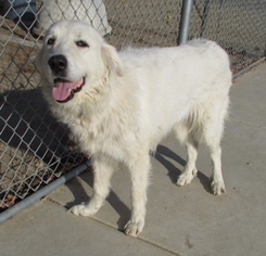 Medium Photo #1 Great Pyrenees-Unknown Mix Puppy For Sale in San Francisco, CA, USA
