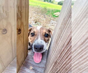 Collie Dogs for adoption in Denton, TX, USA