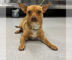 Chihuahua-Unknown Mix Dogs for adoption in Washington, DC, USA