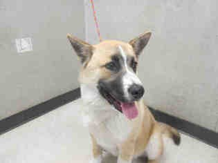 Akita Dogs for adoption in Orange, CA, USA