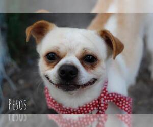 Chi-Corgi Dogs for adoption in Sanford, FL, USA