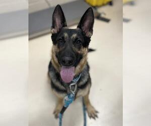 German Shepherd Dog Dogs for adoption in Center Township, PA, USA