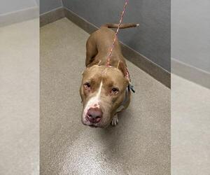 American Pit Bull Terrier-Unknown Mix Dogs for adoption in Las Vegas, NV, USA