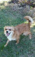 Pomeranian Dogs for adoption in Oviedo, FL, USA