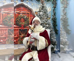 Chihuahua-Unknown Mix Dogs for adoption in Newport Beach, CA, USA