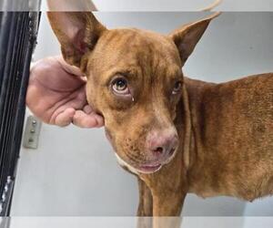 American Pit Bull Terrier-Unknown Mix Dogs for adoption in Houston, TX, USA