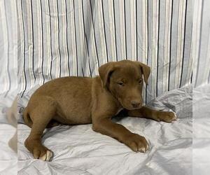 American Pit Bull Terrier-Unknown Mix Dogs for adoption in Modesto, CA, USA