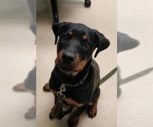 Rottweiler-Unknown Mix Dogs for adoption in Waterford, VA, USA