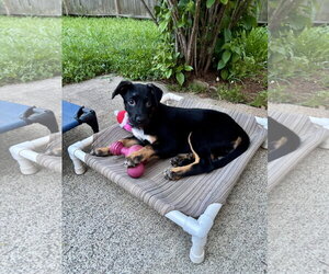 Mutt Dogs for adoption in Holly Springs, NC, USA