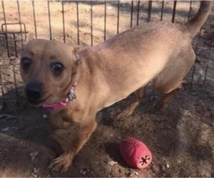 Chiweenie Dogs for adoption in Euless, TX, USA