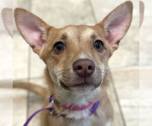 Pomeranian-Unknown Mix Dogs for adoption in Jefferson, WI, USA