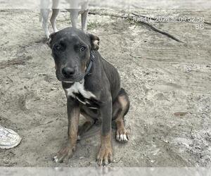 American Pit Bull Terrier Dogs for adoption in Ocala, FL, USA