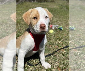 Borador Dogs for adoption in Tarrytown, GA, USA