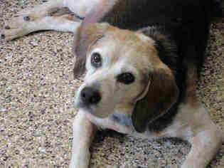 Beagle Dogs for adoption in Frisco, CO, USA