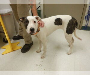 American Bulldog-Unknown Mix Dogs for adoption in Oroville, CA, USA