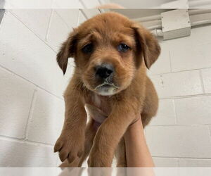 German Shepherd Dog Dogs for adoption in San Bernardino, CA, USA