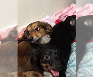 Chiweenie Dogs for adoption in Ellijay, GA, USA