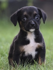 Boston Huahua Dogs for adoption in Mechanicsburg, PA, USA