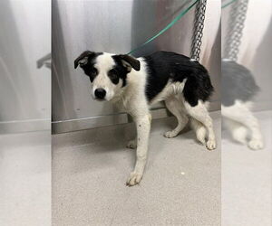 Great Pyrenees-Huskies Mix Dogs for adoption in Fairbanks, AK, USA