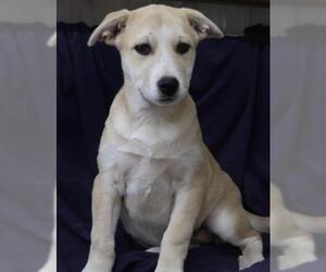 Labrador Retriever-Unknown Mix Dogs for adoption in Thief River Falls, MN, USA