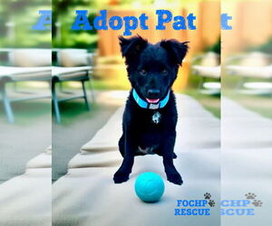Mutt Dogs for adoption in Menifee, CA, USA