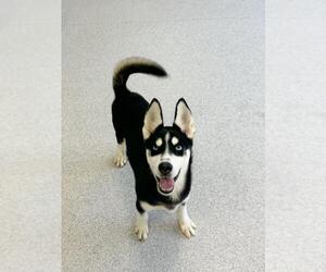 Siberian Husky Dogs for adoption in Toronto, Ontario, Canada