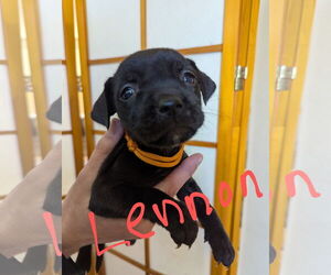 Labrador Retriever-Unknown Mix Dogs for adoption in Princeton, MN, USA