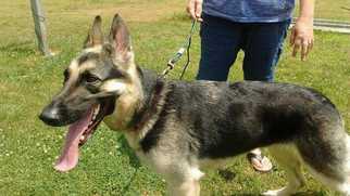 German Shepherd Dog Dogs for adoption in CORNING, NY, USA