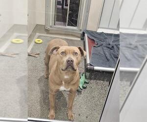 American Pit Bull Terrier Dogs for adoption in Berkeley , CA, USA