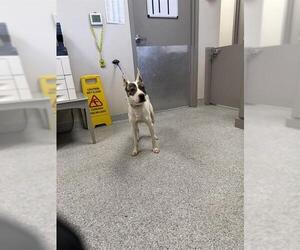 American Pit Bull Terrier-Unknown Mix Dogs for adoption in Pasadena, TX, USA
