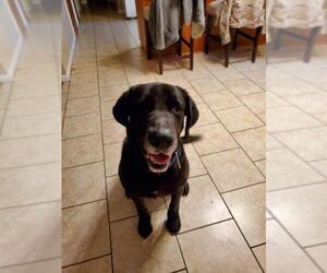 Labrador Retriever Dogs for adoption in Nashville, GA, USA