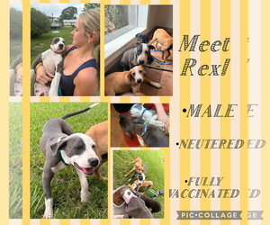 American Pit Bull Terrier-Labrador Retriever Mix Dogs for adoption in Oakhurst, NJ, USA