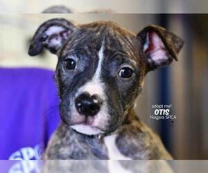 American Pit Bull Terrier-Unknown Mix Dogs for adoption in Niagara Falls, NY, USA