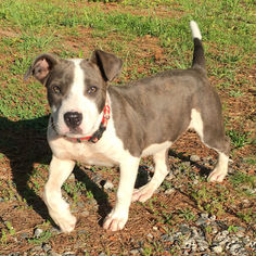 Bullboxer Pit Dogs for adoption in Rutherfordton, NC, USA