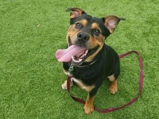 Rottweiler Dogs for adoption in West Palm Beach, FL, USA