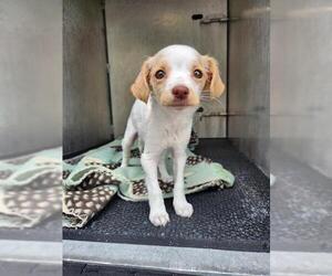 Mutt Dogs for adoption in San Antonio, TX, USA