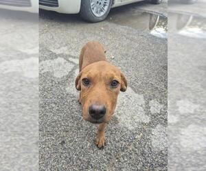 American Staffordshire Terrier-Unknown Mix Dogs for adoption in San Antonio, TX, USA