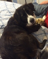 Border Collie Dogs for adoption in North Creek, NY, USA