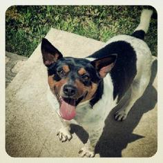 Rat Terrier Dogs for adoption in Staley, NC, USA