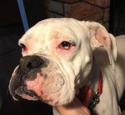 Boxer Dogs for adoption in Prosser, WA, USA