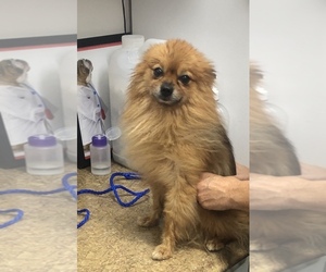 Pomeranian Dogs for adoption in Mundelein, IL, USA