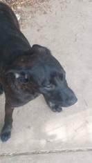 Mastador Dogs for adoption in Bertram, TX, USA