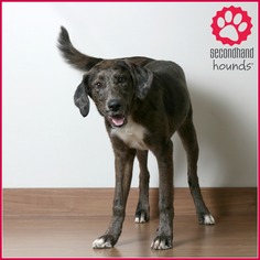 Sheprador Dogs for adoption in Eden Prairie, MN, USA