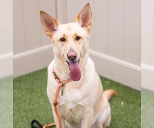 German Shepherd Dog-Unknown Mix Dogs for adoption in Camarillo, CA, USA