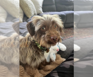 Dachshund-Unknown Mix Dogs for adoption in Cranston, RI, USA